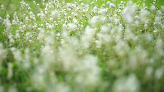 Close-up white flowers on the grass