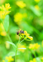 Bee having honey on mustard flower. Beautiful mustard flower with green background for wallpaper.