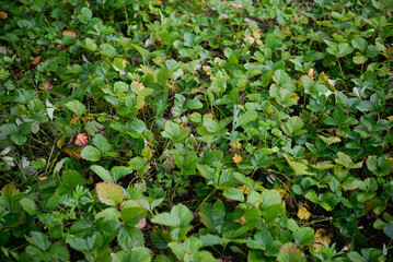 Fototapeta premium Strawberry bushes in the garden 