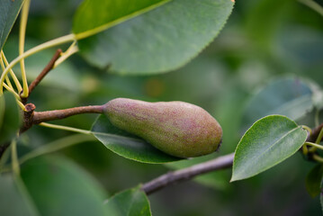 One pear on a branch