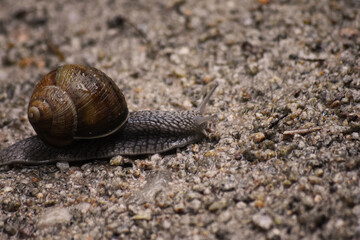 Schnecke