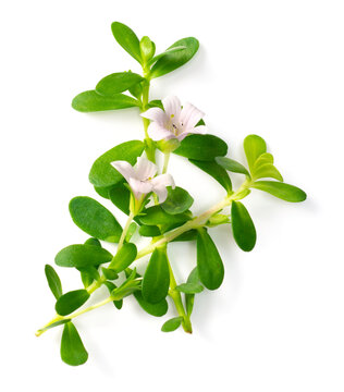 fresh brahmi leaves and flowers isolated on white background, top view