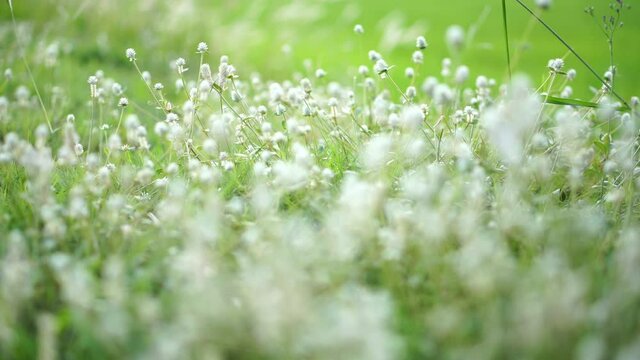 Close-up white flowers on the grass