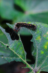 Caterpillar (Lepidoptera)are voracious feeders and very damaging to crops. Hairy Caterpillar. Stinging a caterpillar destroys vegetable leaves.