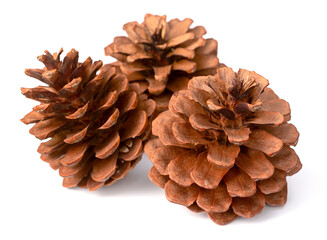 three pine cones isolated on white background