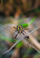 Spider sitting on the web closeup with green and bokeh background for the wallpaper.