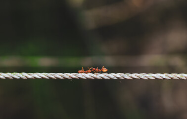 Shot near the red ant, climb the rope. Ants on rope blur and greenbackground.