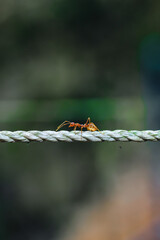 Shot near the red ant, climb the rope. Ants on rope blur and greenbackground.