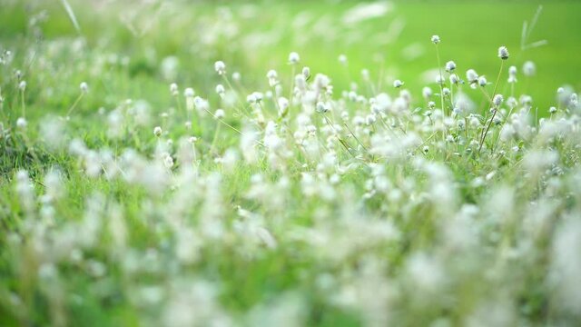 Close-up white flowers on the grass