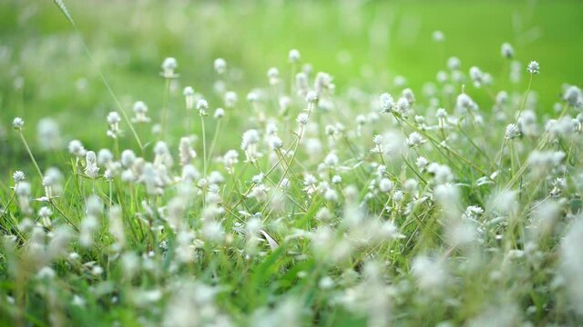 Close-up white flowers on the grass