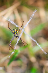 Spider sitting on the web closeup with green and bokeh background for the wallpaper.