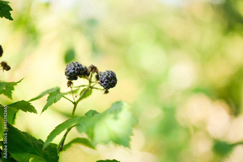 Sticker Ripe blackberry in the garden. Card with copy space for text.	
