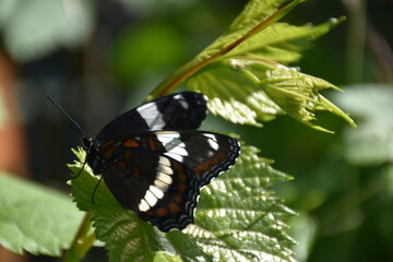 Admiral butterfly in the garden