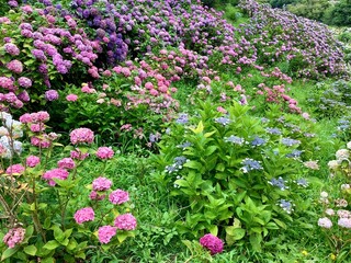 Hydrangea that blooms all over in June