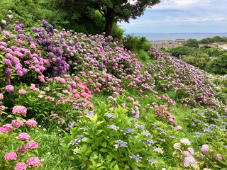 Hydrangea that blooms all over in June