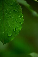 Wassertropfen auf einem Blatt