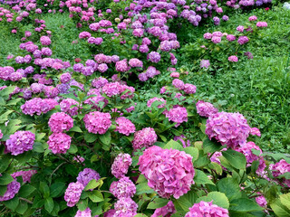 Hydrangea that blooms all over in June