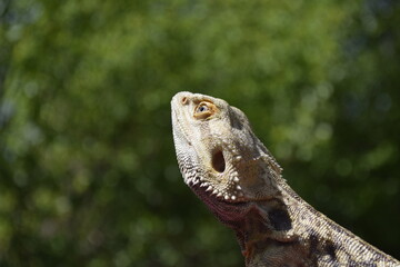 Bearded Dragon, Bartagame
