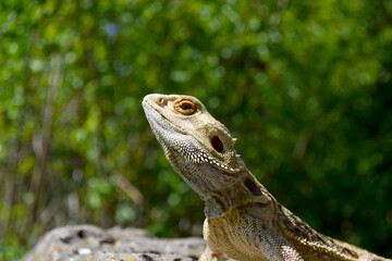 Bearded Dragon, Bartagame