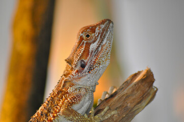 Bartagame auf Ast