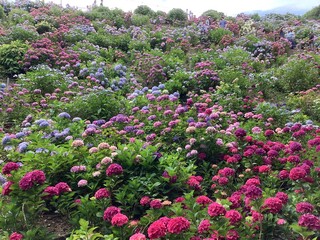 Hydrangea that blooms all over in June