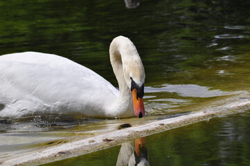 Weißer Schwan