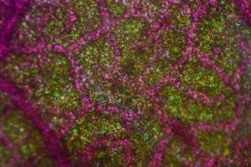 Close up texture of plants cells.