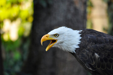 Adler