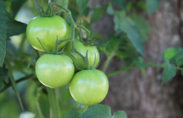 Closeup of fresh raw organic tomatoes in the garden.