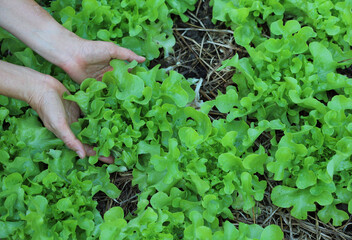 Closeup of organic fresh green oak vegetable picking up by woman's hands.