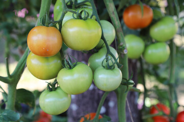 Closeup of fresh organic tomatoes in the garden.