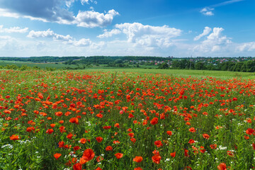 Poppy field and sky