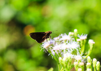 Small Branded Swift Butterfly or Pelopidas Mathias or Lesser Millet Skipper having sweet nectar on a flower. Macro butterflies collecting honey and pollinate.