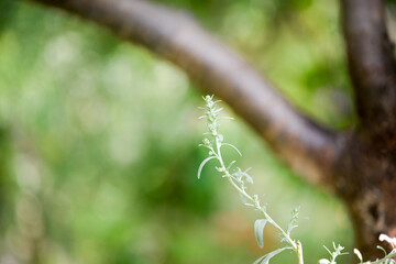 Blooming Artemisia vulgaris (common mugwort, riverside wormwood, felon herb, wild wormwood or St. John's plant), selective focus, blurred background. Floral background or medicinal herbs concept