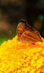 Peacock Pansy or Junonia almanac butterfly having sweet nectar on a flower. Macro butterflies collecting honey and pollinate.