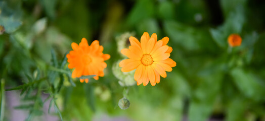 Calendula (Calendula officinalis, pot marigold, ruddles) flower on green natural summer background. Calendula petals of a medicinal plant, herb leaves. Calendula medicinal field plant.