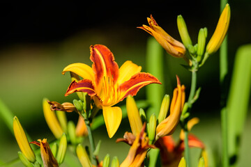 Vivid yellow and red daylily, Lilium or Lily plant in a British cottage style garden in a sunny summer day, beautiful outdoor background photographed with soft focus.