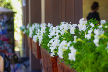 Fototapeta na wymiar White petunia flowers in wooden planters on the summer veranda