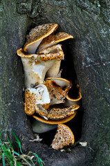 Mushrooms growing in a tree