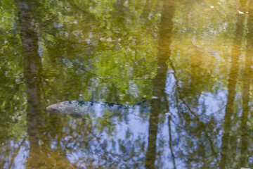 Decorative carp fish swims in a pond in the park in summer