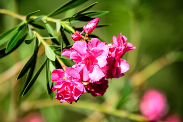Close up of delicate pink flowers of Nerium oleander and green leaves in a exotic Italian garden in...