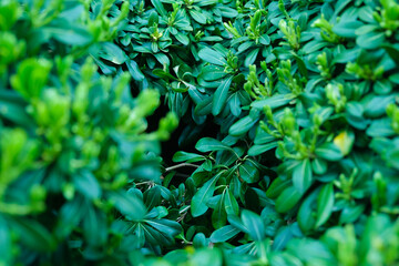 Green patterned background, Natural background and wallpaper