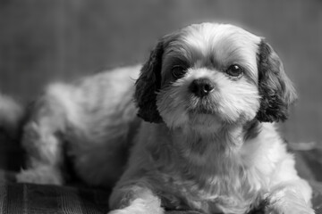 Shih Tzu is looking. It is a cute dog.It is funny and honest.It is my friend.