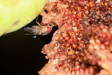 fly on a fruit