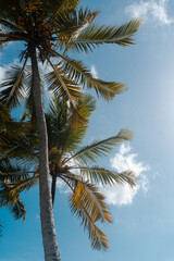 Fototapeta na wymiar Tropikalny krajobraz, palmy kokosowe na tle nieba i słońca.