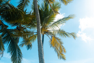 Tropikalny krajobraz, palmy kokosowe na tle nieba i słońca. - obrazy, fototapety, plakaty
