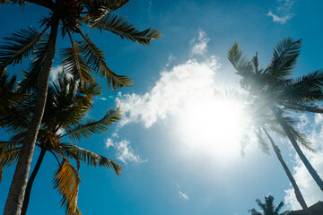 Tropikalny krajobraz, palmy kokosowe na tle nieba i słońca. - obrazy, fototapety, plakaty