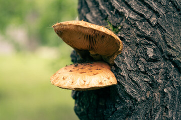 mushrooms in the forest