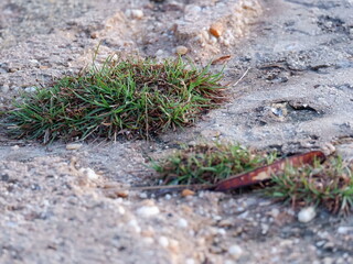 moss on the ground