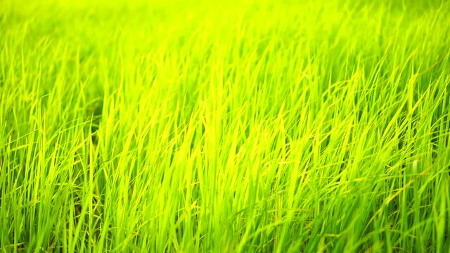 Slow motion Wind blowing through meadow greenery